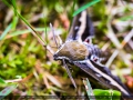 IMG_7656_2m_Sig_1200
