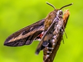 IMG_7661_4m_Sig_1200