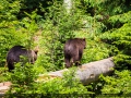 IMG_7479_2m_Sig_1200
