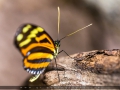 IMG_7995_3m_Sig_1200