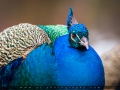 IMG_3548_2m_Sig_1200