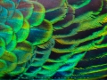 IMG_3569_2m_Sig_1200
