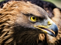 IMG_5546_3m_Sig_1200.jpg