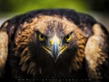 IMG_5547_2m_Sig_1200.jpg