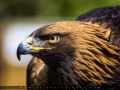 IMG_5549_2m_Sig_1200.jpg